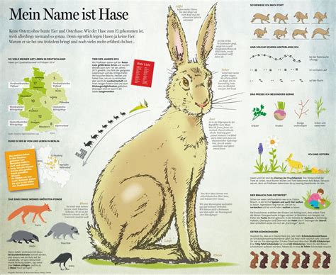 hasen auf englisch|hasen in german.